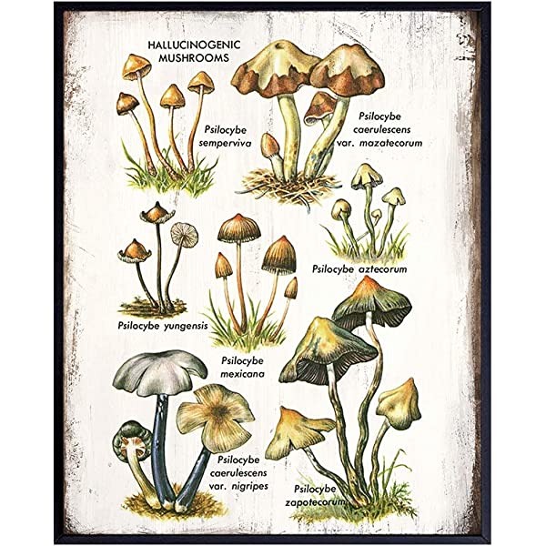 magic mushrooms Florida