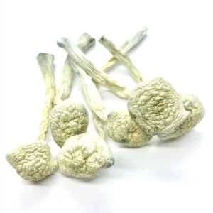 albino treasure coast mushrooms