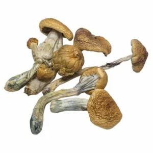 b+ mushroom online