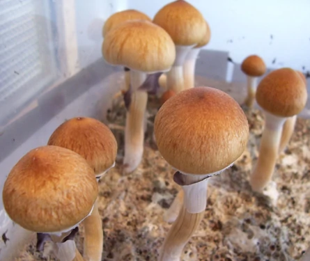 magic mushrooms Florida