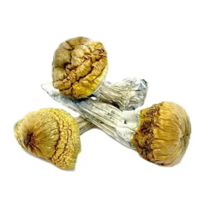 Cambodian Gold magic mushroom