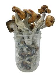 buy rusty white mushrooms